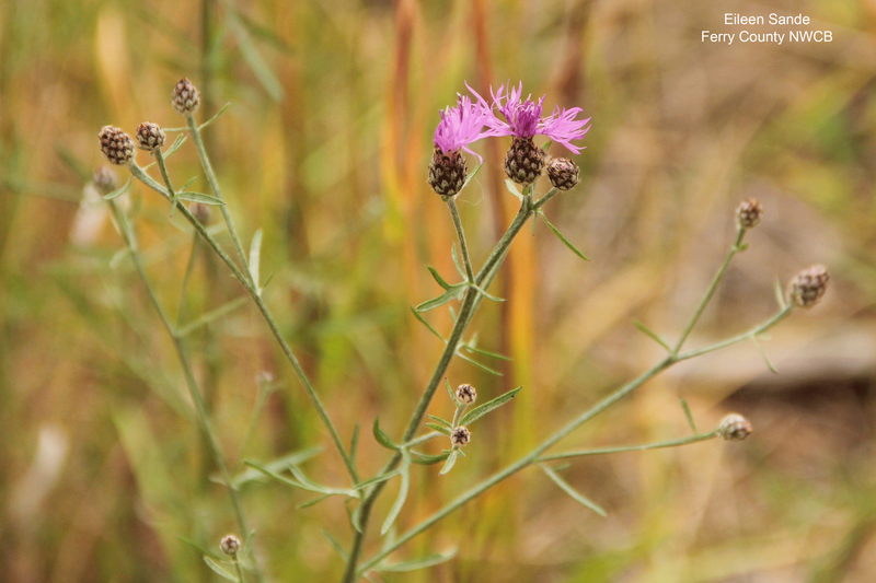 Spotted Knapweed2