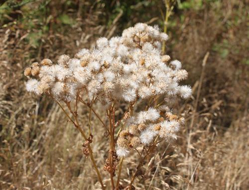 tansyragwort5