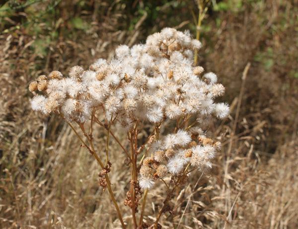 tansyragwort5