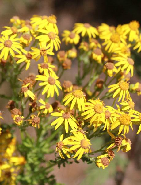 tansyragwort8